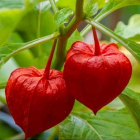 Digazsin_ Kemasan Original Biji Benih Ciplukan Merah Impor F1