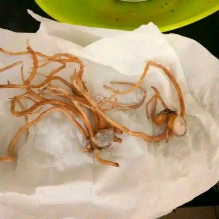 Digazsin_ Paket 3 Bibit Benih Aglonema,Bonggol Aglo