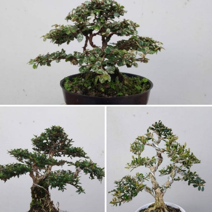 Bonsai Murah 3Jenis Bonsai Jadi