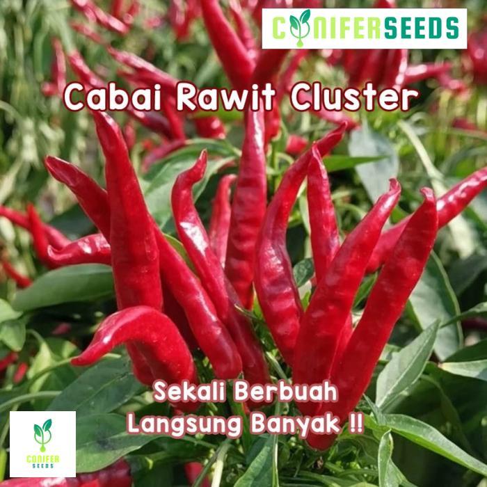 Chantelna_ Benih Cabai Red Cluster/Mahkota Dompol