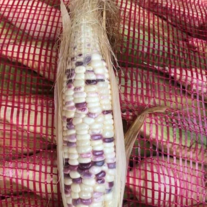 y5h9- Jagung Ketan Putih Ungu #Jagung Batik Putih Ungu