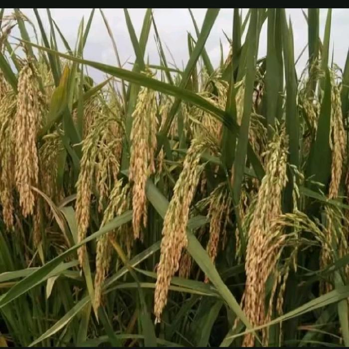 Lubis Gardening Benih Padi Sr V3(Sri Republik Seri 03)Padi Genjah Berkualitas 5Kg