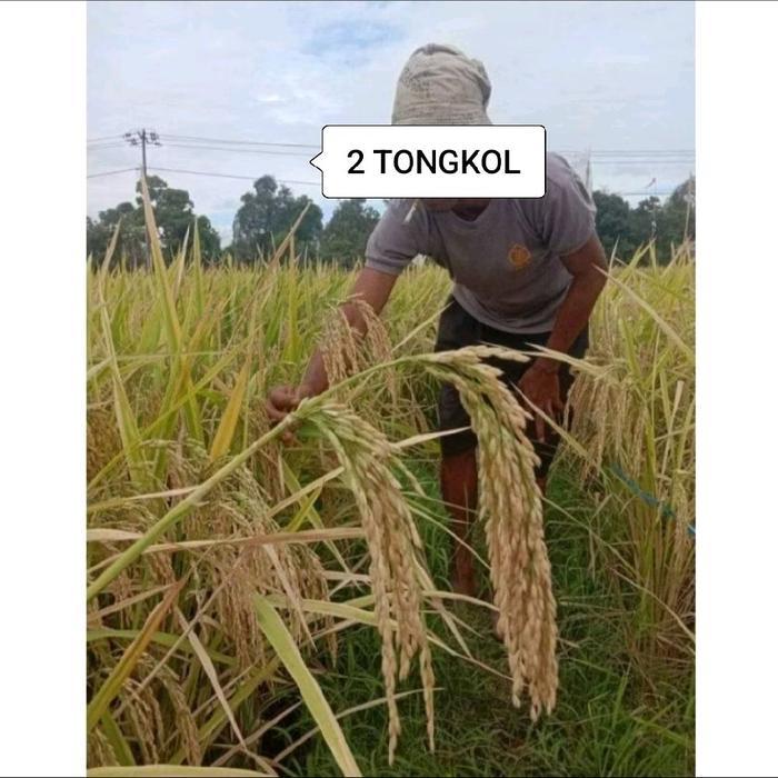 Mrono_Mrene Padi Bibit Padi 2 Tongkol Kemasan 5Kg