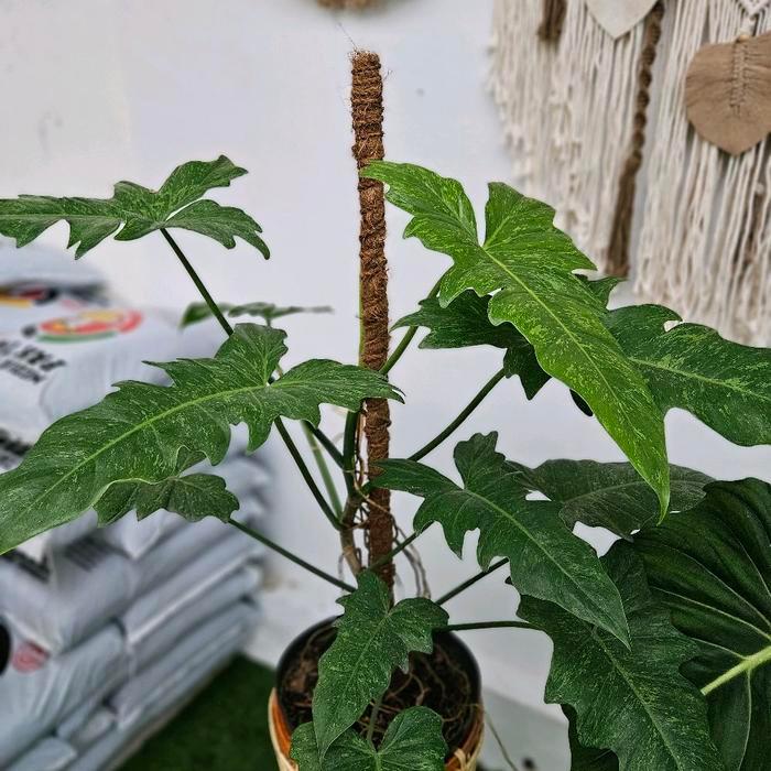 Chantelna_ Philodendron Lime Fiddle / Philo Golden Dragon