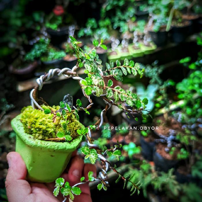 Bonsai Shito Ulmus Variegata Micro Pict Karakter 001
