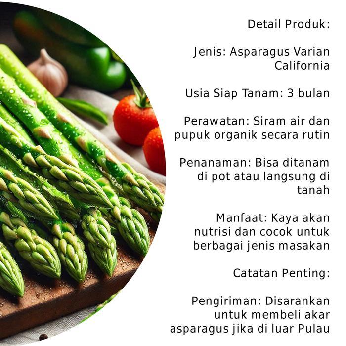 Lubis Gardening Bibit Akar Asparagus Varietas Opicinalis Usa - Varian California - Benih