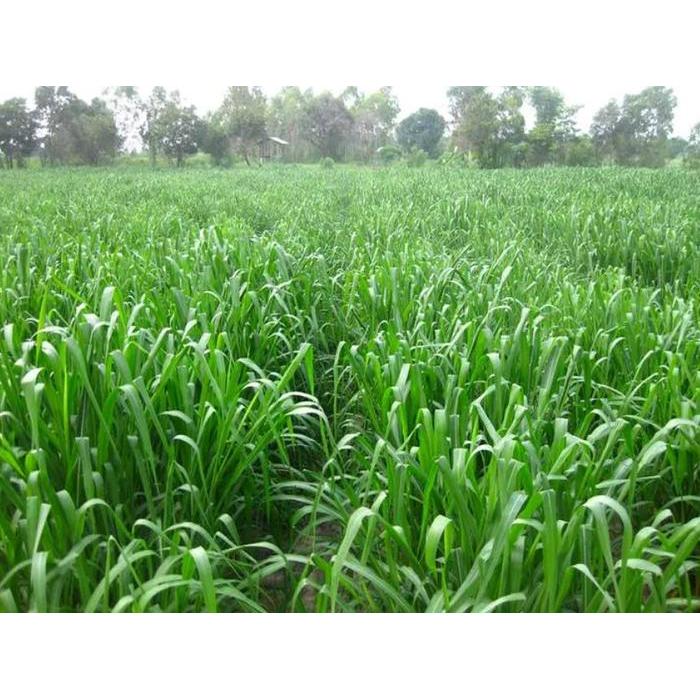 Thejaguar1 Benih Rumput Mombaca F1 1200 Biji Premium Gemah Seed Panicum Maximum Pakan Ternak Kambing