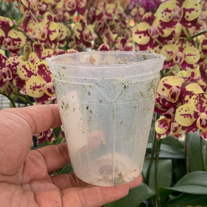 Gardening Mikha Pot Plastik / Soft Pot Anggrek Bulan