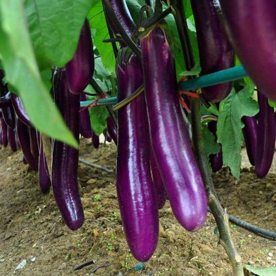 Gardening Mikha (Beli 3 Gratis 1) 50 Biji - Benih Terong Ungu Welut - Terong Ungu Panjang - Mudah