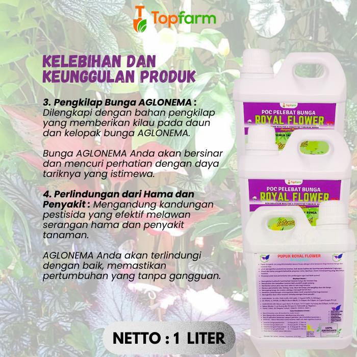 Mantabetul Pupuk Aglonema / Pupuk Cair Aglonema / Pupuk Penyubur Tanaman Aglonema / Booster Pembesar