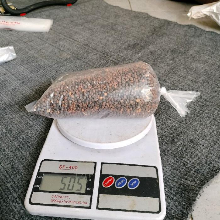 Chantelna_ Benih Kangkung Rajawali 500Gram Benih Kangkung Berkualitas