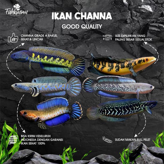 nt39- Ikan Channa Grade A - Auranti, Andrao, Blue Pulchra, Maru, Stewarti