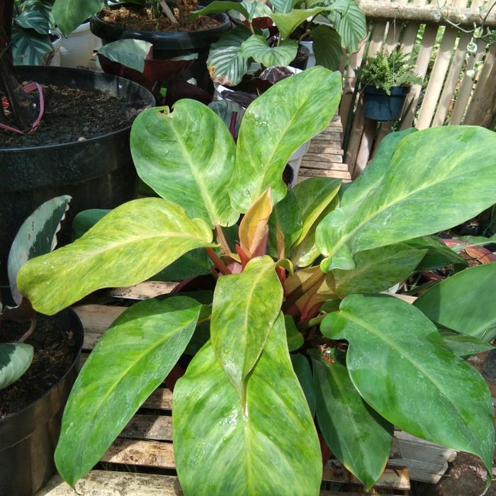 Tanaman hias philodendron prince of orange