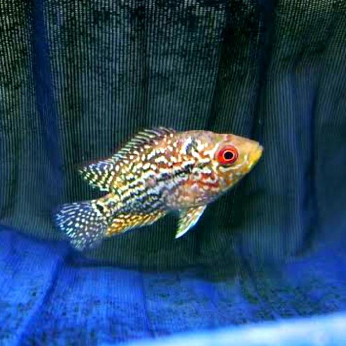 k1xp- Burayak Louhan Kamfa F3 Mongkol Gen Thailand