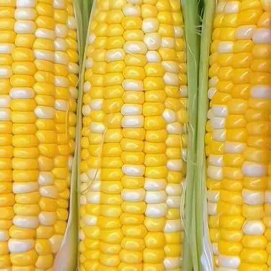 Gardening Mikha Benih Jagung Manis Thailand (Beli 3 Gratis 1) / Benih F1 Standar