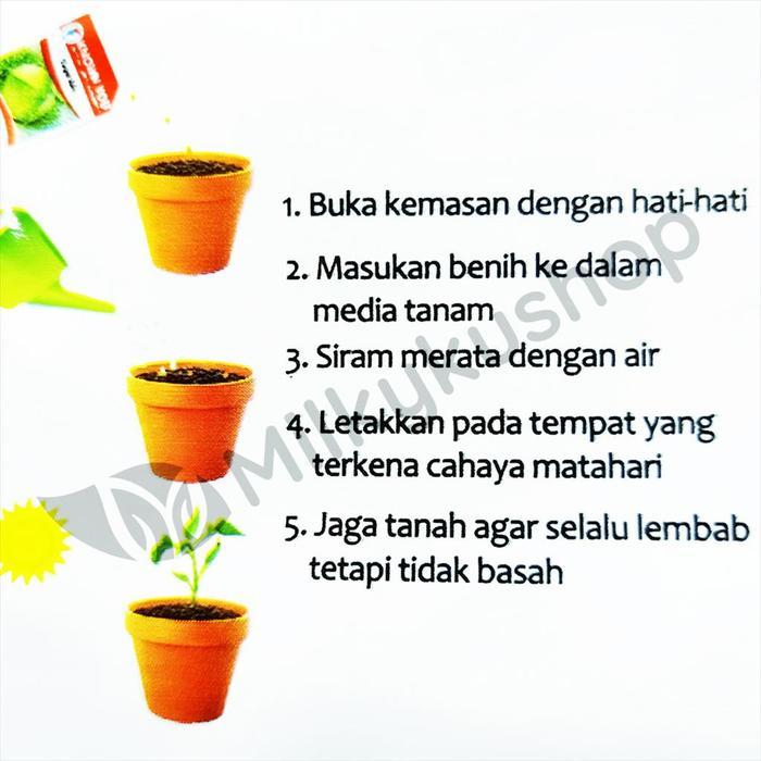 Digazsin_ Benih Kys Known You Seed Semangka F1 Tt Dragon Kemasan Pabrik