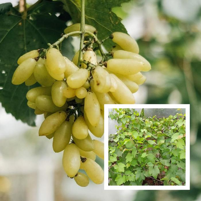 Bibit Anggur Import Banana