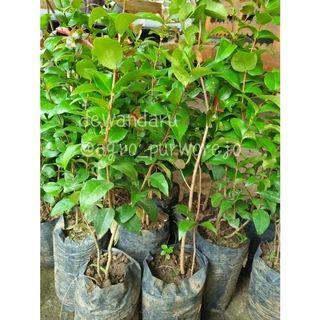 Mrono_Mrene Bibit Dewandaru// Cermai Belanda