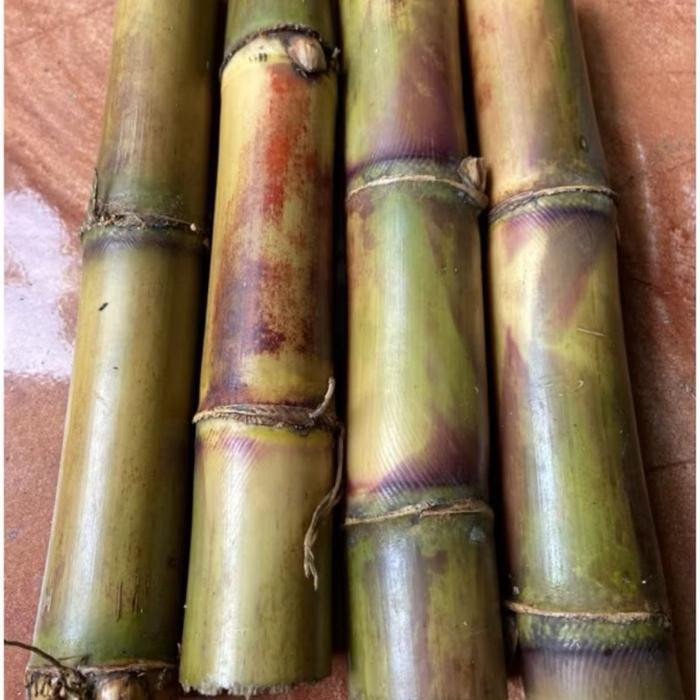 Mantabetul Bibit Tebu Hijau Super 1 Kg - Batang Tebu Hijau-Az