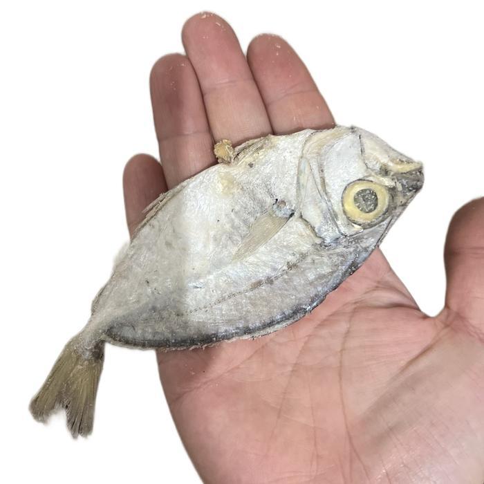 gzh3- Ikan Asin Petek ( Pepetek) Ikan Asin Enak Asin Gurih Kering