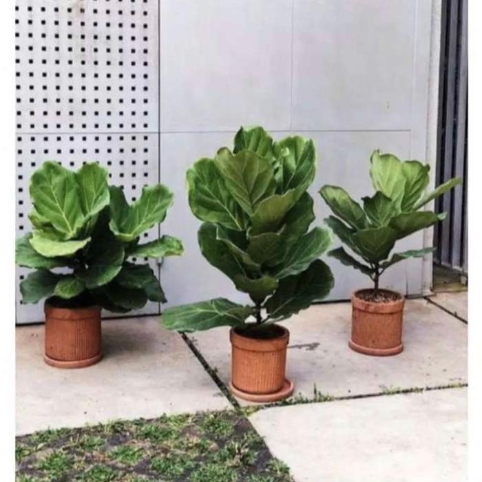 tanaman hias ketapang biola // ketapang biola