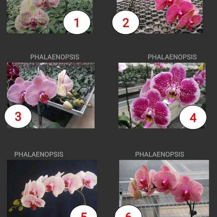 Digazsin_ Anggrek Bulan Kultur Jaringan (Isi 13)