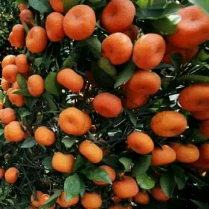 Digazsin_ Bibit Tanaman Pohon Santang Madu Sudah Berbuah Bisa Ditanam Dalam Pot