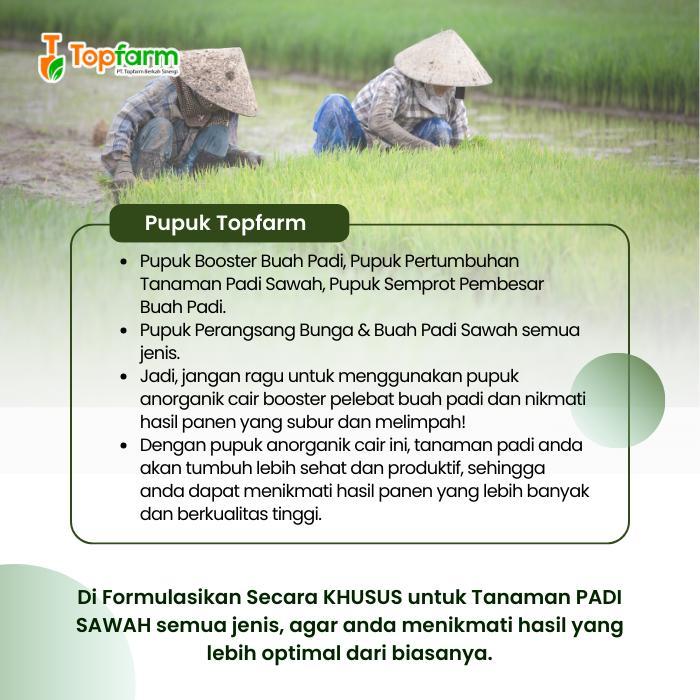 Digazsin_ Pupuk Padi / Pupuk Padi Sawah / Pupuk Khusus Padi / Pupuk Pelebat & Pembesar Bulir Buah