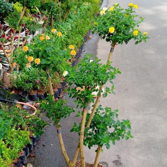 bonsai lantana/tanaman hias/tanaman hias bunga lantana bonsai