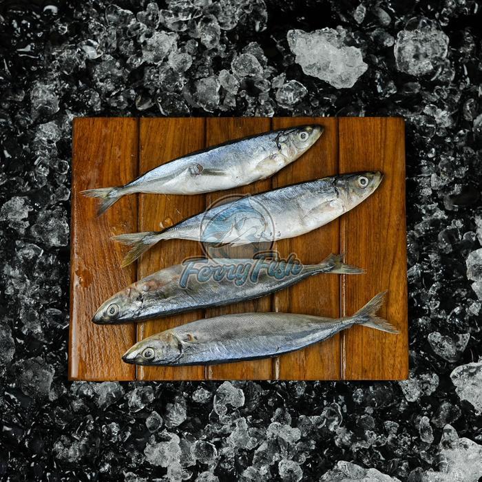 Ikan Kembung Banjar / Ikan Kembung 1 Kg