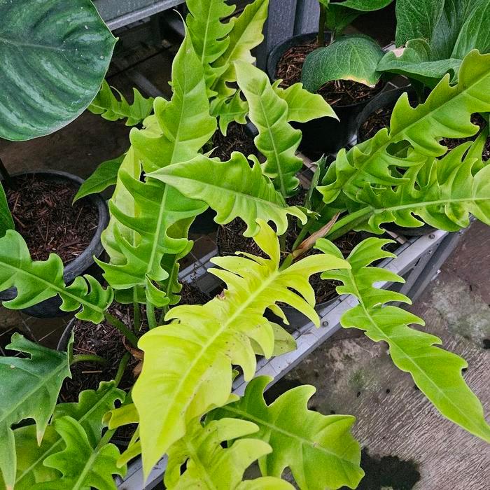 Lubis Gardening Philodendron Golden Saw / Philodendron Gergaji / Philo Golden Saw