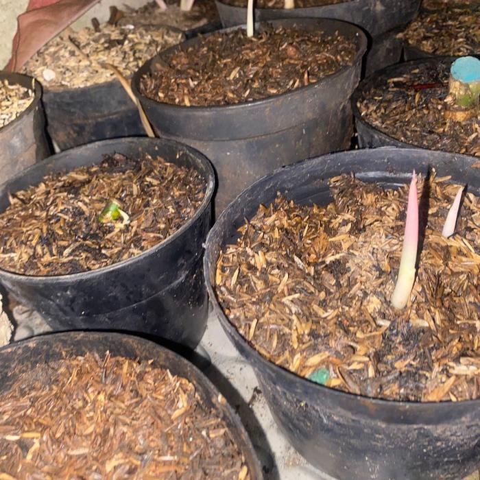 Mantabetul Paket Bonggol 3Aglonema//