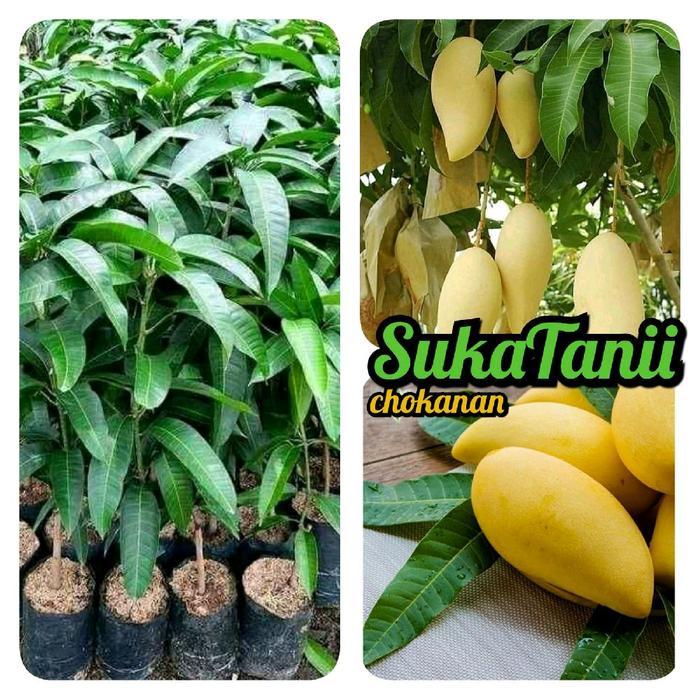 Gardening Mikha Bibit Mangga Chokanan Okulasi Bibit Mangga Chokanan Madu