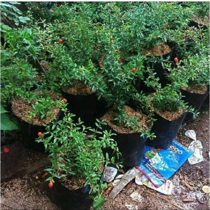 Chantelna_ Bibit Pohon Delima Merah - Pohon Delima Merah