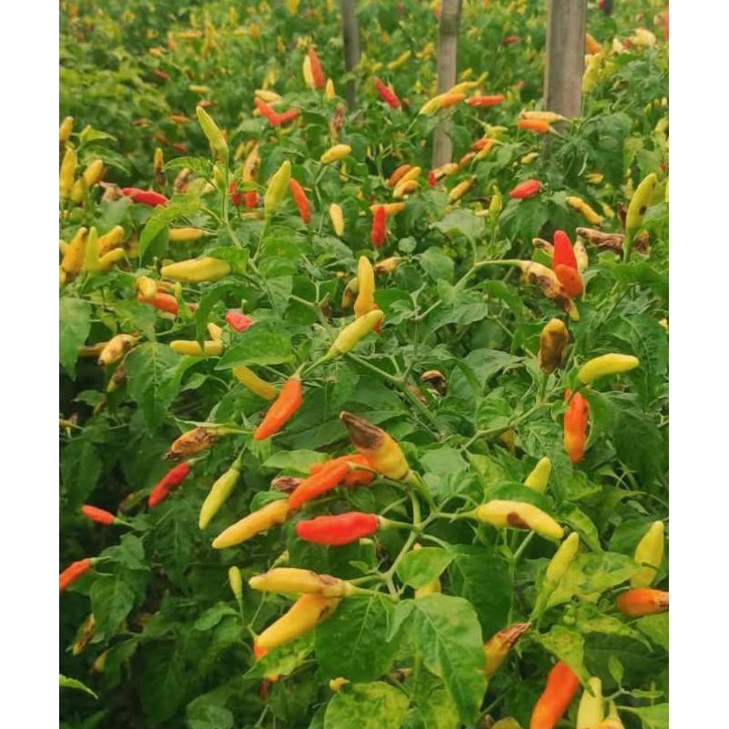 Mrono_Mrene Pupuk Zinc Premium Zink Sulfate 1 Liter Galaxy Atasi Asam Asaman Padi Znso4 Penyubur