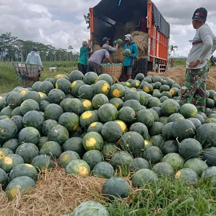 Thejaguar1 Benih Bibit Semangka Non Biji Jumbo Berbobot Black Jack F1 (Tahan Virus, Buah Setipe :