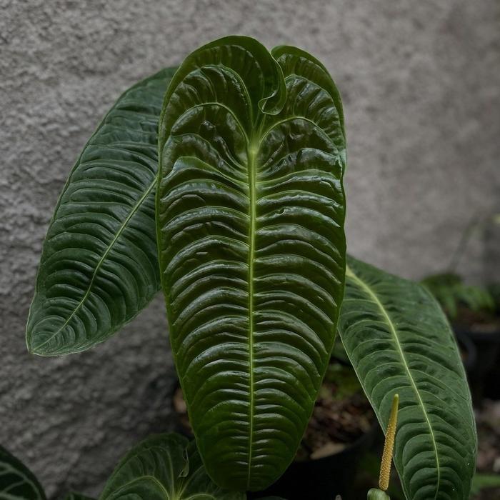 Anthurium Vietchii Size S