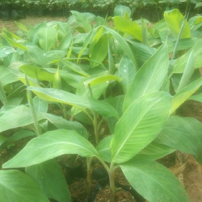 Digazsin_ Bibit Pisang Kepok Tanjung Kuljar Pisang Tanpa Jantung