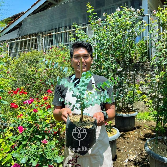 Bibit Pohon EUCALYPTUS CINEREA - DAUN SILVER DOLLAR