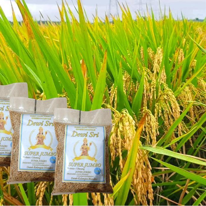 Mantabetul Benih Padi Ciherang Super Jumbo Cap Kapal Terbang - 1 Kg - 5 Kg - Bibit Padi Unggul