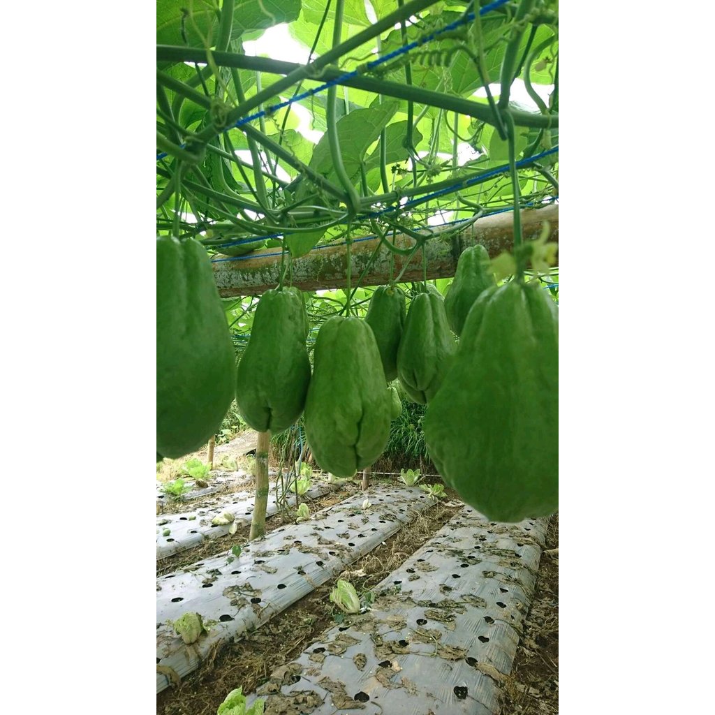 Bibit labu siam super / labu jepang / waluh siem / labu siam anggur / binih biji labu siam / tanaman