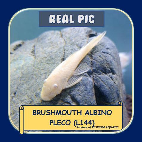 k1xp- Ikan Hias Air Tawar - Sapu Sapu Brushmouth Albino (L144)