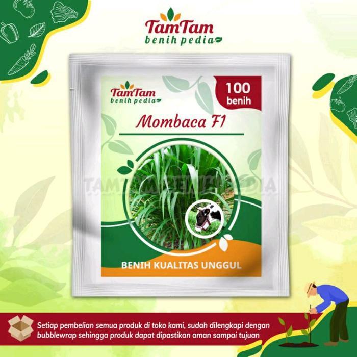 Thejaguar1 Paket 3 Benih Pakan Ternak Hijau Mombaca F1, Indigofera, Kaliandra Merah