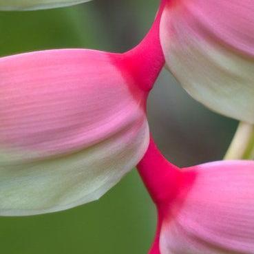 j6p4- Tanaman Hias Heliconia Pink Sexy - Helikonia Bunga Pink