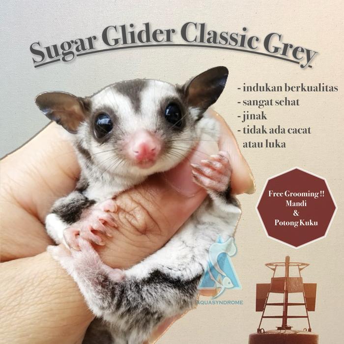 Sugar Glider Classic Grey Joey Joy Jinak Indukan Berkualitas