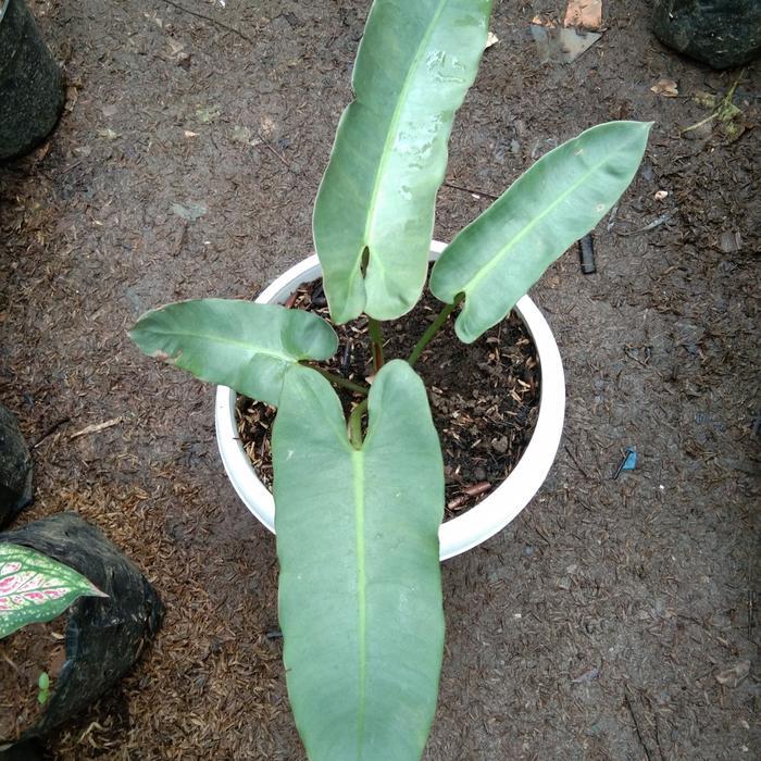 philodendron atabapoense