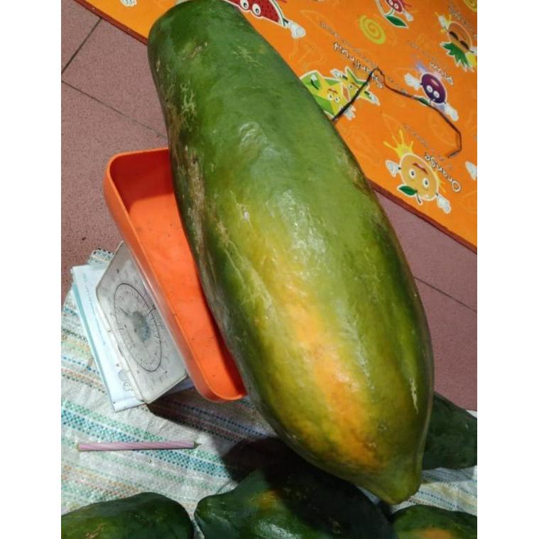 Thejaguar1 Benih Pepaya Hibrida Bangkok 50 Seed Known You No 1 Manis Brix 12 Unggul Lebat Cap Kys