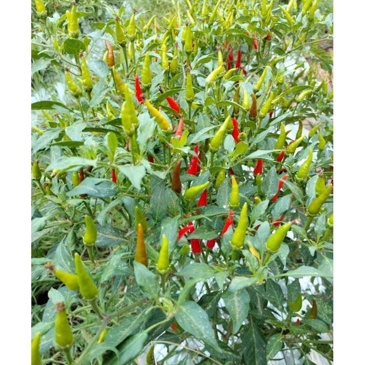 Thejaguar1 Benih Cabe Rawit Tegak F1 Centil 100 Seed Known You Seed