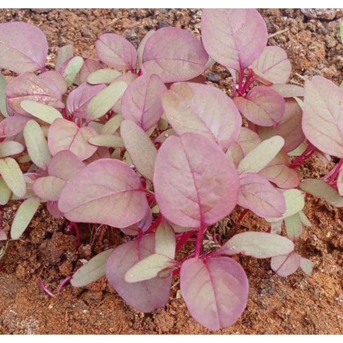 Thejaguar1 Benih Bayam Merah 1 Kg Tanam Seed Unggul Nutrisi Tinggi Bisa Cabut Atau Potong