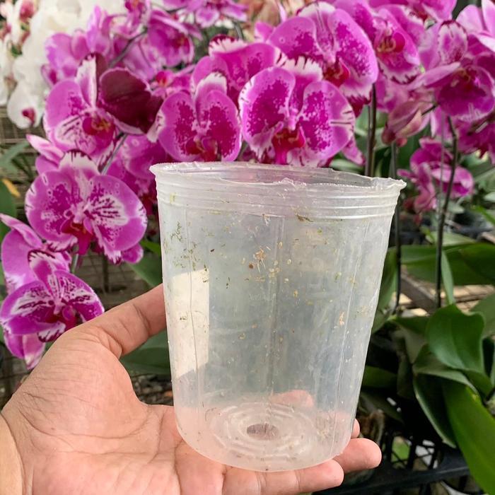 Mantabetul Pot Plastik / Soft Pot Anggrek Bulan Koleksi Size Besar